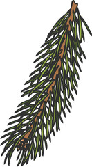 Siberian fir tree branch hand drawn vector illustration, conifer evergreen botanical sketch, Christmas forest decoration