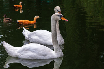Two Graceful white Swans swimming in the lake, swans in the wild © Dmitrii Potashkin