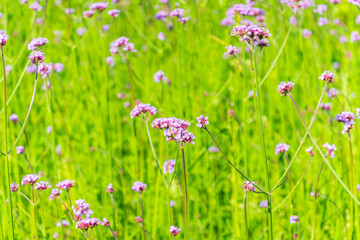 Verbena bonariensis flowers, Argentinian Vervain or Purpletop Vervain, Clustertop Vervain, Tall Verbena, Pretty Verbena, in garden