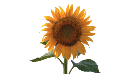 Cheerful sunflower radiating warmth and summer vibes for vibrant designs and uplifting projects, capturing nature's beauty in full bloom for a joyful feel isolated on white or transparent png.