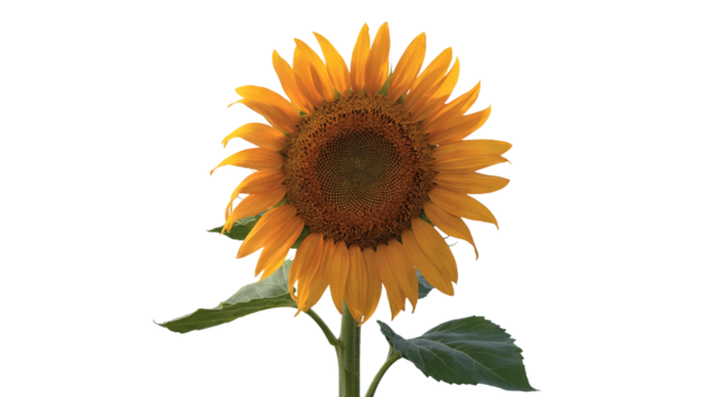 Cheerful sunflower radiating warmth and summer vibes for vibrant designs and uplifting projects, capturing nature's beauty in full bloom for a joyful feel isolated on white or transparent png.