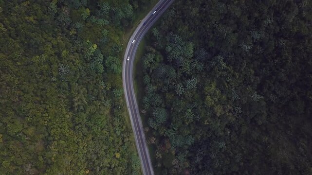 cenital drone of read in the middle of the forrest wirh cars in the middle 4k 24fps