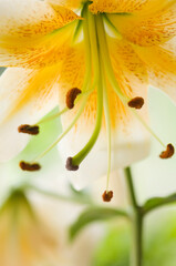 Lady Alice Lily Flower Closeup. Turk’s Cap Tigrinum Lily, Lady Alice. Henry's Lily