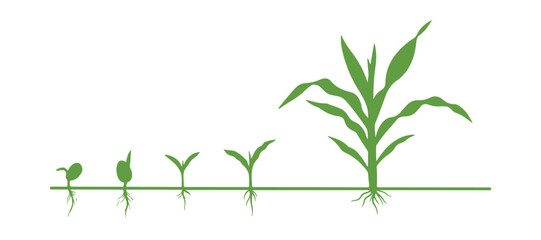 Corn (maize) plant life cycle. It develops through different growth stages, starting from a seed and moving to flowering and fruiting, isolated on a white background.

