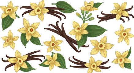 Vanilla flower and pods, botanical illustration, yellow petals, green leaves, flavor source, culinary plant, aromatic spice, natural ingredient, organic