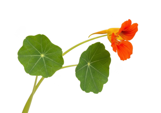 Nasturtium flower and leaves isolated on transparent background
