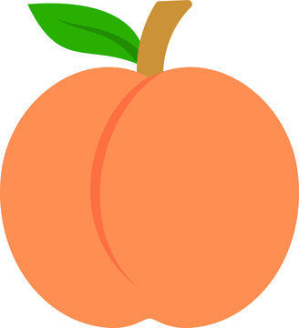 vector illustration of peach fruit