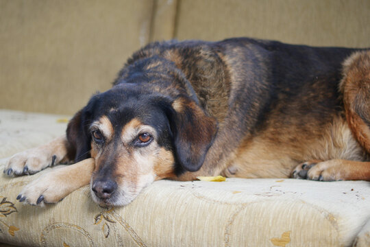 Relaxed dog resting on a couch during the day