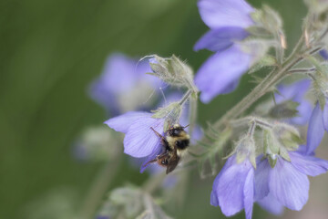 Bumble bee on Jacob's ladder