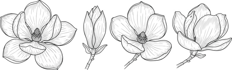 Hand drawn magnolia flower vector set, black and white line art sketch, botanical illustration collection, vintage engraving style, blooming nature.