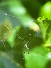 Striking orb web with a slender, yellow-and-black striped spider centered, framed by a vibrant, sunny green foliage bokeh background.