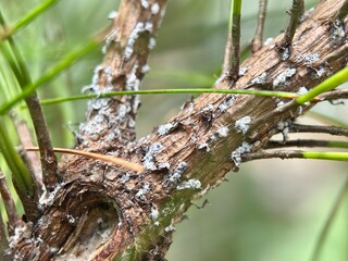 Macro detail of rough pine tree bark and needles, heavily infested with patches of white, cottony scale insects or mealybugs. Pinus sp.