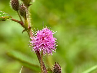 The distinctive fluffy pink pompom flower of Mimosa pudica (sensitive plant), with buds below, set against a blurred green background. Wild flower.