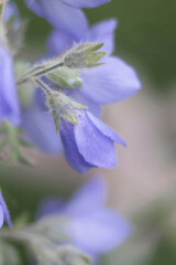 Jacob's ladder flowers in Alaska