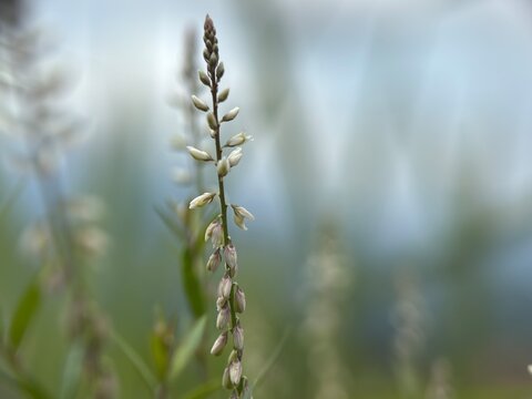 A tall, slender spike of small white flowers and buds, likely Polygala paniculata (milkwort), against a soft, bright background.