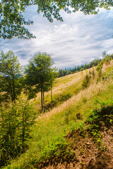 Beautiful landscape in the summer mountain