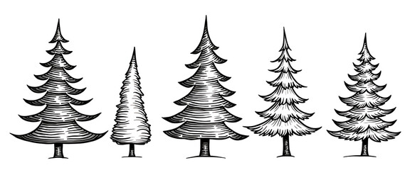 Obraz premium Handdrawn set of evergreen trees in various styles, black and white illustration