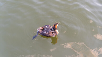 The water bird Great crested Grebe, Podiceps cristatus, swimming in the lake, and its cute babies...
