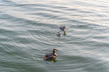 An adult great crested grebe feeds its chick with fish on a summer evening.