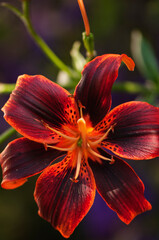Asiatic Lily Forever Susan Flower Close-up