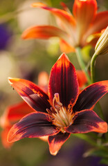 Asiatic Lily Forever Susan, Two Flowers Close-up