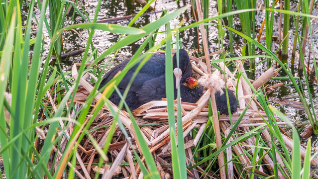 Eurasian Coot with Chicks in nest. Eurasian coot, Fulica atra