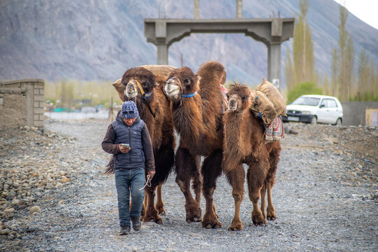 A man guiding three Bactrian camels across the white sand dunes of Hunder, Ladakh. High-altitude desert scenery, adventure travel, and cultural authenticity make this a strong commercial stock photo.