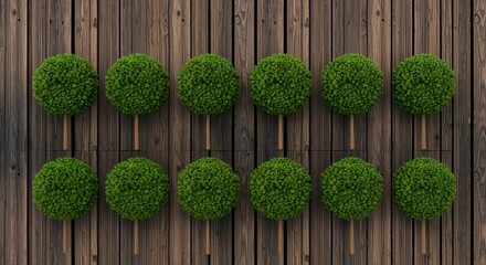 Ten manicured green spherical topiary trees stand upright in two rows against a warm brown wooden plank background creating a symmetrical botanical display Plant Garden Nature Horticulture
