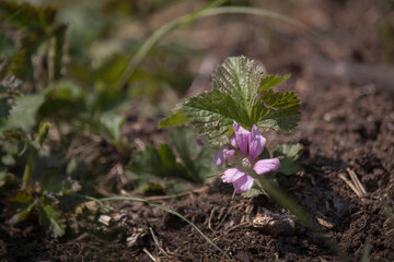 Storks-bill flower in Alaska