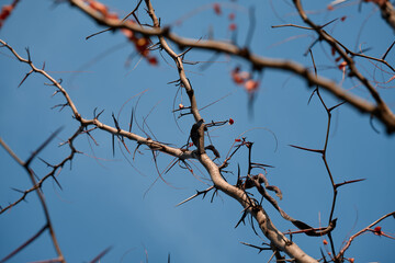 Thorny branches stretch against a clear blue sky