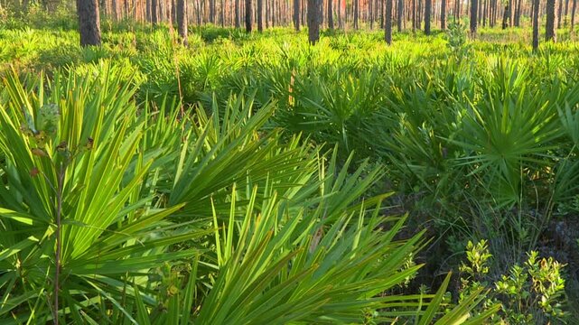Palmetto undergrowth in pine flatwoods of Okefenokee National Wildlife Refuge, Georgia, USA