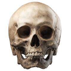 Human skull displaying anatomy and mortality with transparent background