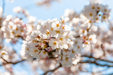 青空に映える満開の桜の花