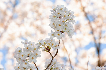 青空に映える満開の桜の花