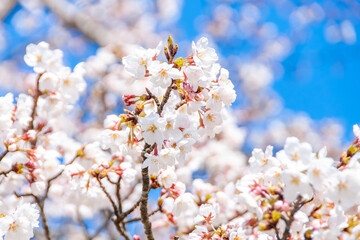 青空に映える満開の桜の花