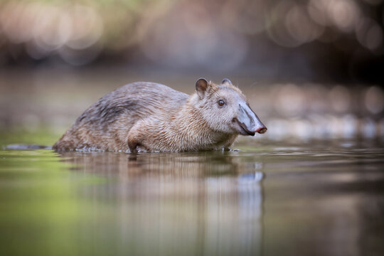 A close-up, eye-level shot of a rare Russian desman (Desmana moschata) swimming in calm water, displaying its distinctive elongated snout and wet fur against a soft, blurred background.