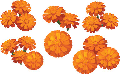 Bright orange marigold flowers, fresh blooming garden flowers, vibrant floral bouquet, detailed nature petals, summer garden blossoms, natural flower 
