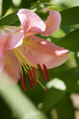 Pink Oriental Lily Spring Romance