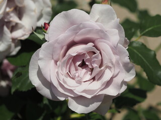 淡い藤色のバラ　インアセンチメンタルムード