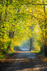 A dark, wet dirt road or trail with puddles leading into a forest, brightly covered overhead by a canopy of illuminated yellow and green autumn leaves.