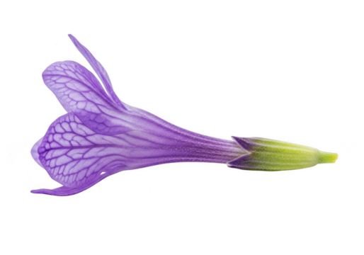Purple flower petal with intricate veining isolated on transparent background