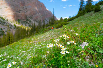 Close-up of white and yellow wildflowers blooming on a lush, sunny green mountain slope, with a figure of a hiker visible in the blurred background. People present are Caucasian, adult