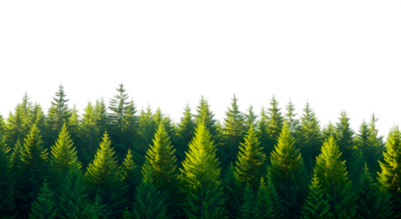 Lush green pine forest edge isolated transparent background Vector, illustration