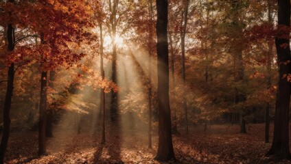 Fototapeta premium Sunlight streams through autumn forest trees, creating a beautiful scene.