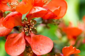 Japanese quince on the background of its green foliage. beautiful red flowers and inflorescences. close-up. natural light.