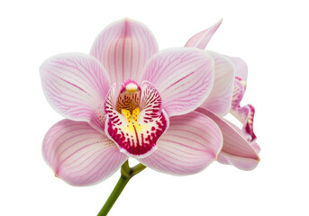Closeup of a delicate pink orchid flower isolated on transparent background