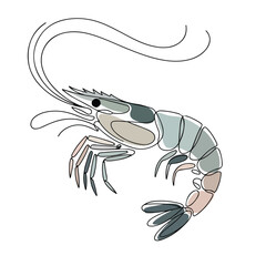 One continuous line illustration of an shrimp, isolated on white background.	