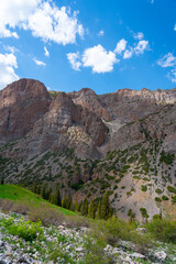 Vertical landscape of massive, layered, reddish-brown rock cliffs rising above a band of dark green pine trees and a rocky, bushy foreground.