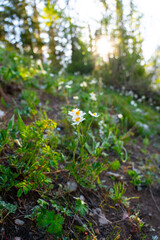 Close-up of small white wildflowers growing in the dirt, with bright sunlight and lens flare peeking through the blurred green forest trees in the background.