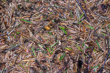 natural background with red forest ants. colorful photo of wildlife. macro photo of an insect. close-up. space for text